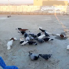  2 حمام للبيع في مادبا
