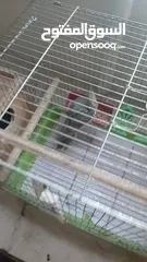  11 جوز كوكتيل للبيع مع قفص 4 معالف