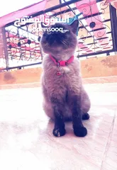  3 بسينة هملايا عمرا سنة