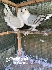  1 حمام للبيع