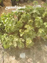  3 اعلان بيع اشتال عنب العمر سنتين  مؤتة الكرك. حي انجاصة الغربي شامي وبلدي