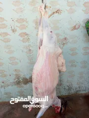  8 لحام منزلي متنقل لذبح كافة الاضاحي والعقائق والنذور