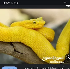  1 مطلوب افاعي غير سامه