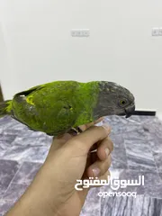  2 ببغاء. يويو سنغالي