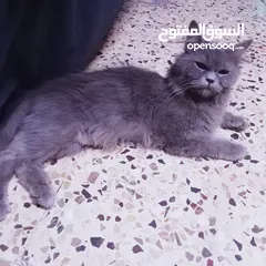  8 قطط هيمالايا رمادي