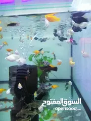  5 Fish and Aquarium