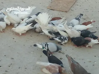  3 حمام للبيع في الزرقاء العالوك بجانب بقالة الصقر التواصل عبر الواتس اب