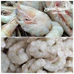  20 Lobeter Shrimp, squid, octopus, calamari, oysters, seashells, crab, fish