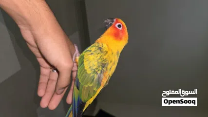  1 صن كنيور اليف جدا و لعوب للبيع لعدم التفرغ