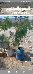  8 اشجار زينه