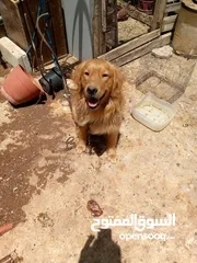  7 انثي روت أو انثي هاسكي أو ذكر قولدن سعر مغري