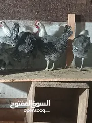  1 دجاج فيومي فضي للبيع دم صافي عمر خمس اشهر