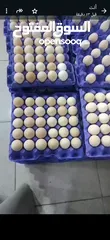  1 بيض بلدي متوفر