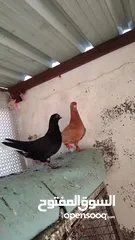  10 بسم الله ما شاءالله حبات نخب طواير وفحول ومخليف