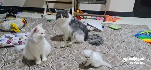  4 قطط فحل مع أنثى وبتهن