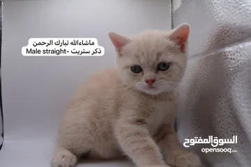  25 سكوتش كيتن فولد وستريت الوان مميزه ليلك ومشمشي وغيرها 15 كيتن