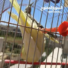  5 عصافير كوكتيل للبيع حبات جامبو ونضيفه