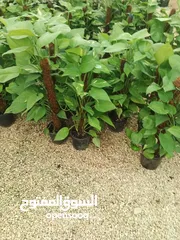  2 جميع الاشجار المثمرة والزينه  تنسيق وزراعة الحدائق الخارجيه والداخليه  صيانة الحدائق وتشكيل الأشجار