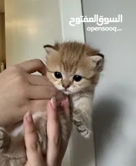  4 British chinchilla kittens for adoption