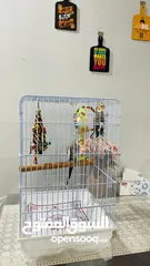  3 3 Cockatiel Bird with cage for sale