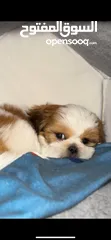  4 5 month old Shih Tzu puppy with vaccination