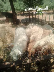  3 موجود خواريف اعمار 7.5 شهور ونص وزن قائم تقريبا 45 كيلو قطعه بصلاة على النبي