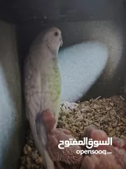  6 جوز طيور حب