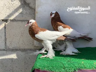  1 منافيخ جامبو قصه حمرا