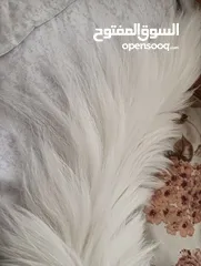  4 ذكر شيرازي معقم مع اغراضه و أكله