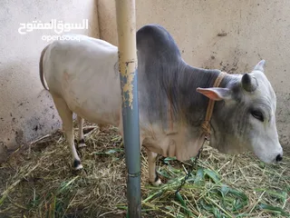  2 ثور للبيع بلدة الحمام