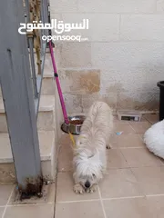  4 كلب انثى فرنش تيرير French Terrier مع جميع المطاعيم والاغراض