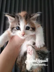 2 قطه انثى  هامالايا العمر شهرين