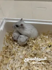  1 أنثى هامستر روسي  female hamster with  3 babies