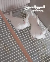  1 كوكتيل البينو عين حمرا حجم جامبو ثوب كامل ولا غلطه