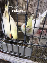  2 للبيع كوكتيل العدد 4 الأم والأب شغالين وفي فراخ عدد 2