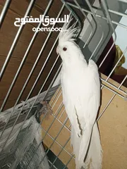  3 ببغاء كوكتيل