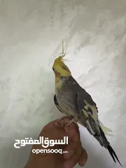  4 ذكر كوكتيل متكلم شوف الوصف .........................................................................