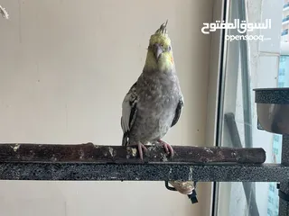  5 ببغاء الكوكتيل Cockatiel Parrot