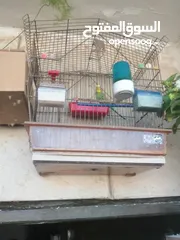 4 طيور حب نخب