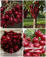  16 اقوى عروض بالمملكة   يوجد #مختصين #لتقليم #ورش #الاشجار #وصيانه #الحدائق