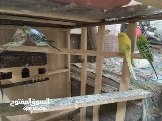  2 طيور الحب نوع البادجي بأحلى الألوان والأصوات