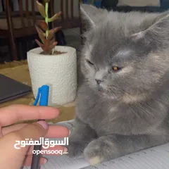  9 قطه سكوتش فولد مكس برتش للبيع.                                                                   ًً