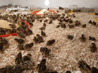  14 متوفر لدينا  فري (السمان) ذبخ +بياض
