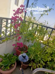  1 زريعات للبيع