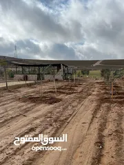  13 مزرعه زيتون منطقه قعفور