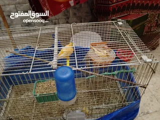  3 عصافير كنتر مفتلات وشغلات