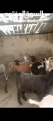  2 ثنايا وشعاري البينو وسانين