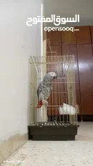  5 ببغاء كاسكو متكلم بحكي اكثر من 30 كلمه