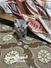  3 قطة شانشيلا صغارها عدد 3