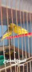  2 متوفر  طيور  خضري